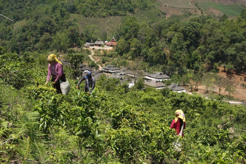 访茶山探古道 这条普洱茶文化之旅你打卡了吗？